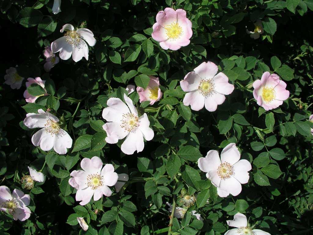 Žlebčík, 2010  3: Rosa canina - výchozí druh