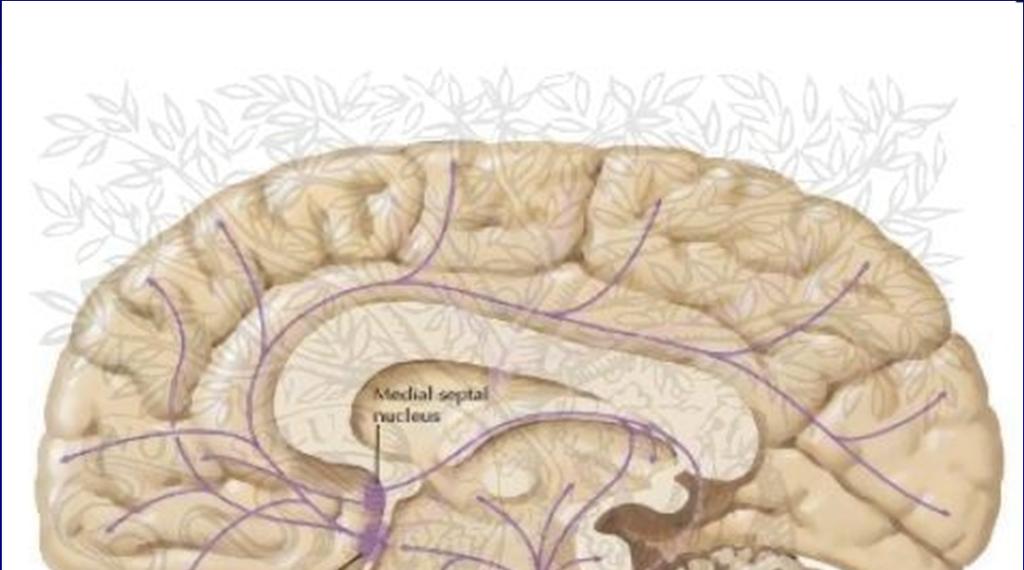 Hlavní cholinergní dráhy Pontomesencephalotegmentální komplex působí především prostřednictvím M1 receptorů v