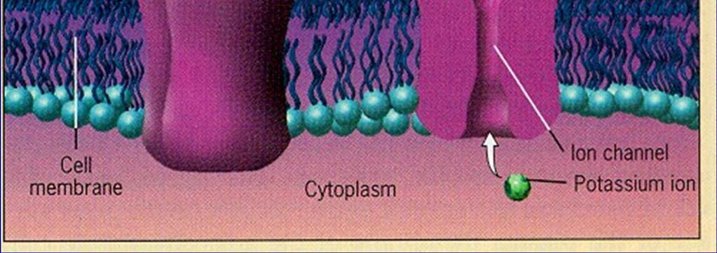 receptor Poprvé