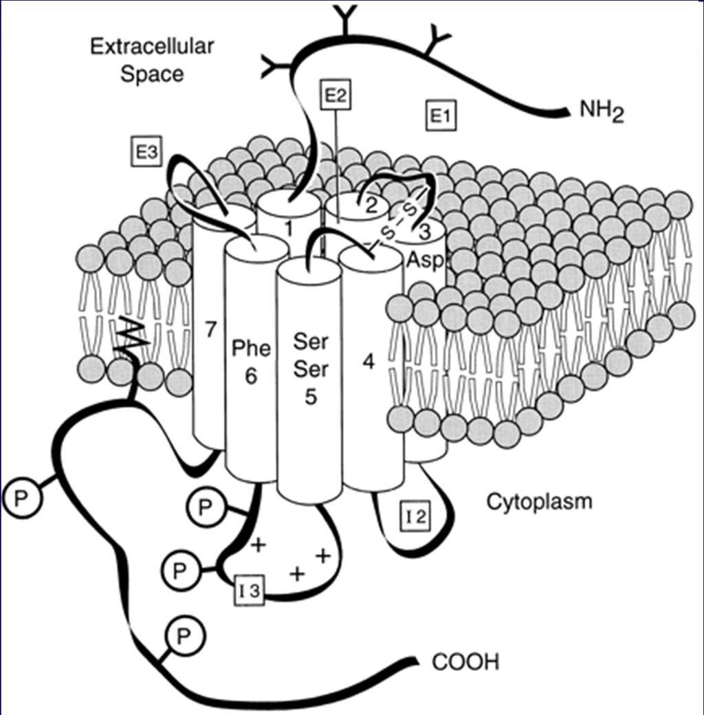 Dopaminový D1 receptor Metabotropní receptor Transmembránové