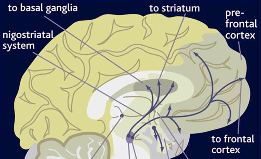 Dopamin struktury a dráhy Nigrostriatální systém ze SN do striata (nc.