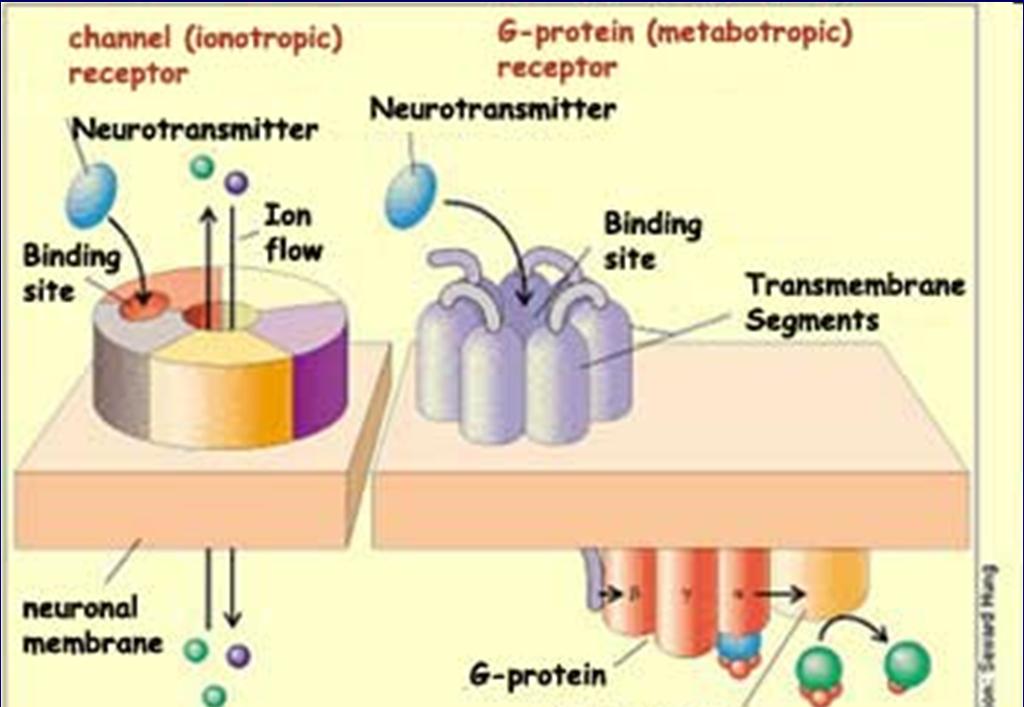 Ionotropní receptory Označovány také jako ligandem řízené iontové kanály Součástí proteinové struktury