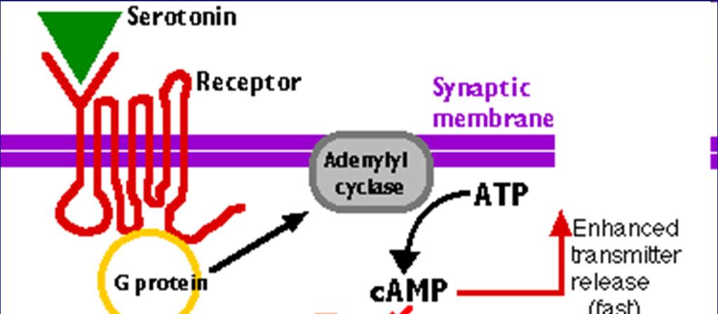 Metabotropní receptory Označovány též jako receptory spřažené s G-proteiny (angl.