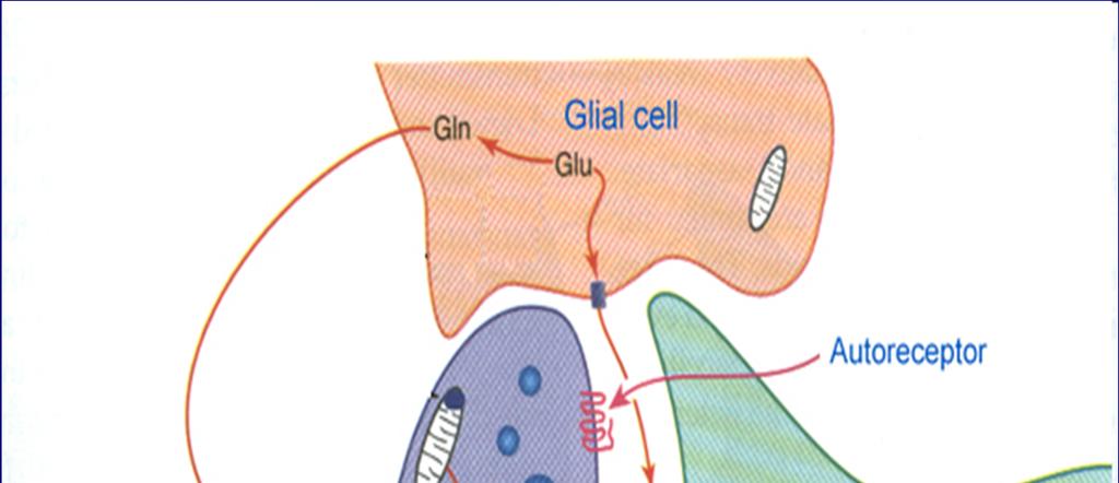 Receptory lokalizace na synapsi Postsynaptické receptory na postsynaptické membráně,