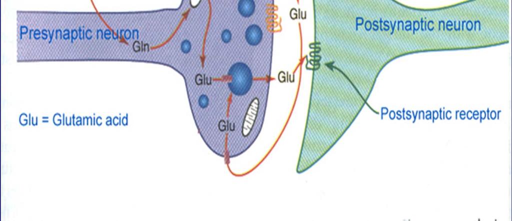 presynaptické Presynaptické receptory (autoreceptory) zpětné působení na presynaptické