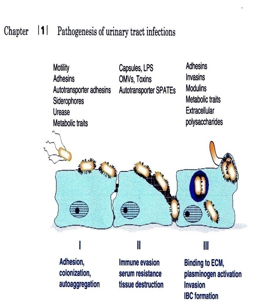 Adhesiny fimbriální rozeznávají specifické receptory hostitele P- fimbrie Pap G I-II pyelonefritogenní klony Pap G III afinita k epitelu m.