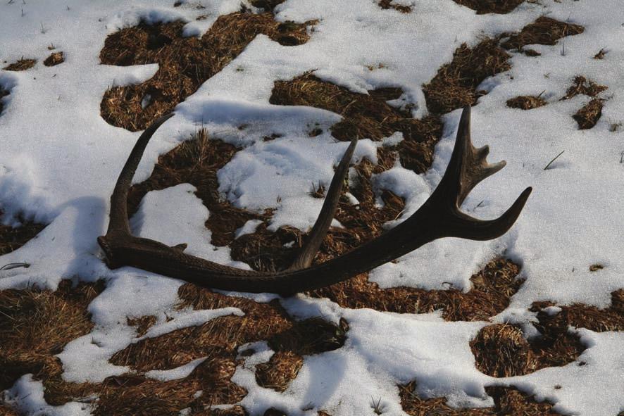 114 jelen evropský jí paroží během února, mladí jeleni až v květnu. Obnova paroží trvá přibližně čtyři měsíce.