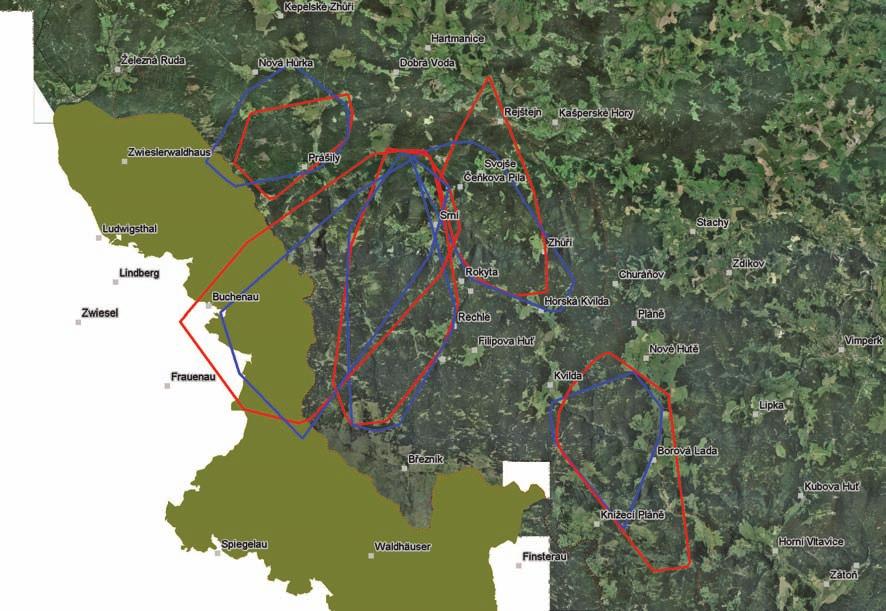 121 jelen evropský Roční domovské okrsky šumavských jelenů jsou v průměru kolem 60 km 2, zobrazen je překryv dvou po sobě jdoucích roků; obrázek tak ukazuje i věrnost území. Albánii).