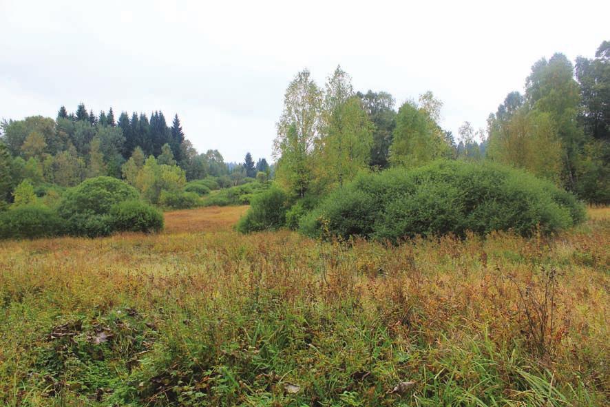 140 los evropský Typická lokalita výskytu losa evropského na Šumavě. Foto P. Šustr mavě je však jediným jeho predátorem člověk.