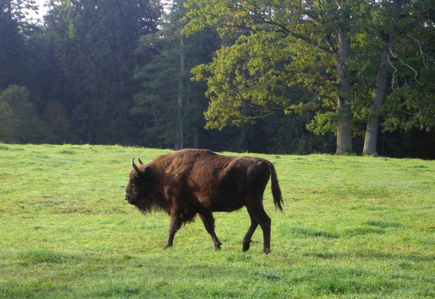 148 zubr evropský Zubr evropský v polské Bělověži. Foto P.