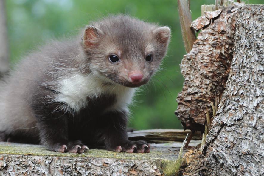 19 úvodem Kuna skalní. Foto I. Lukeš řád: zajíci Lagomorpha Z řádu zajíců se na Šumavě vyskytují oba naše druhy.