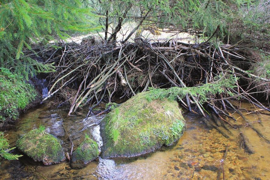 26 bobr evropský kojena průměrně 3 měsíce, i když již ve stáří několika týdnů jim rodiče přinášejí jemné větvičky k okusování. Mláďata zůstávají dva roky v mateřské kolonii.