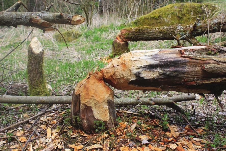 27 Prostředí a potrava Bobr nejčastěji obývá vodní toky a plochy s dobře rozvinutými břehovými porosty, jako je vrba, olše, osika, bříza nebo topol.