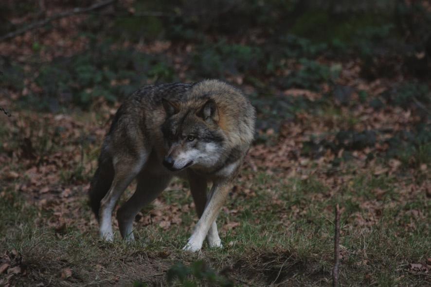 68 vlk obecný Vlk obecný. Foto V. Hřebek nek svoji kořist zvětřit na vzdálenost několika kilometrů.