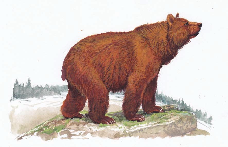 76 Medvěd hnědý medvěd hnědý Medvěd hnědý (Ursus arctos) je jediný volně žijící zástupce své čeledi v Evropě.