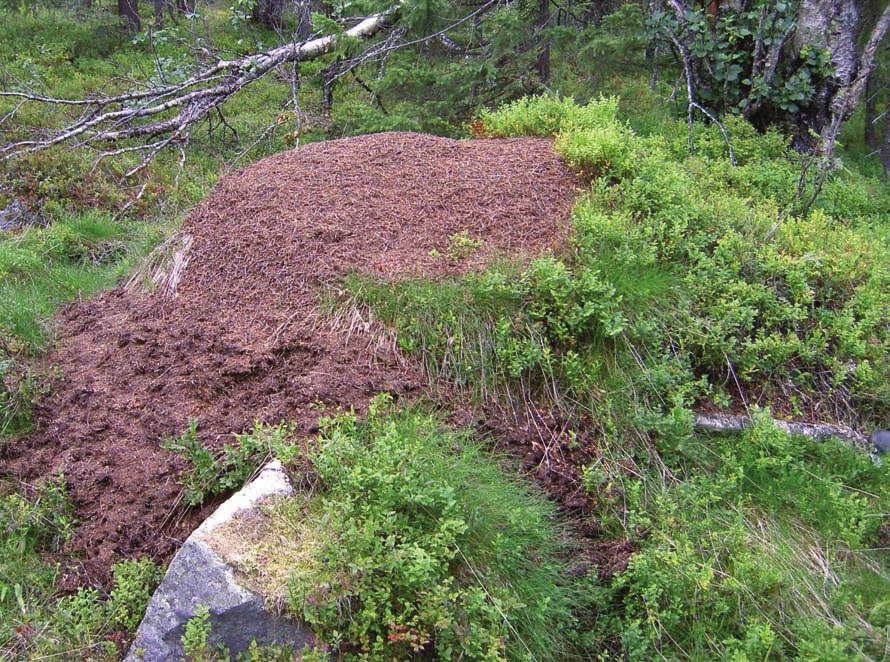 82 medvěd hnědý ce obývá Dinárská pohoří na Balkáně, dosahuje celkového počtu 2500-3000 jedinců.