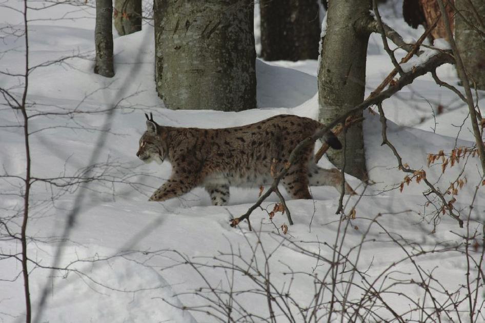 88 rys ostrovid né je to i u samic. Teritoria samců se ale překrývají s jedním nebo více samičími teritorii. Samec žije samotářsky, jen v době páření se zdržuje se samicí.