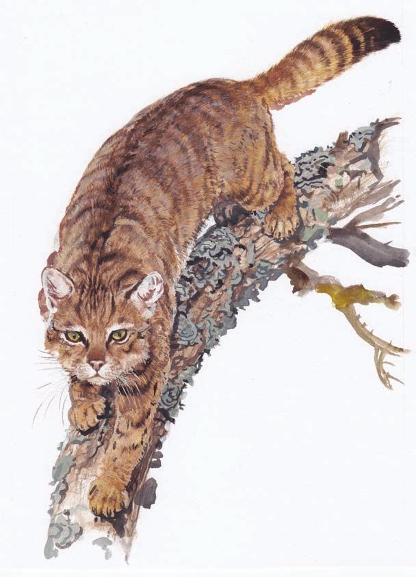 96 Kočka divoká kočka divoká Kočka divoká (Felis silvestris) je spíše menší savec z čeledi kočkovitých.