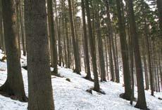Největší rozloha stejnověké smrčiny Nyní převažují tyto lesy s věkem okolo 80 let.
