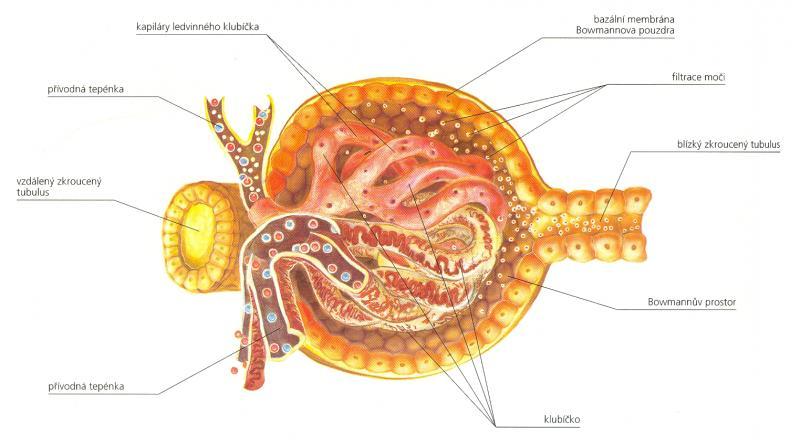 UTB ve Zlíně, Fakulta technologická 14 Obr. 2. Stavba nefronu [11] Glomerulus Glomeruly jsou klubíčka složená z 20 až 40 kapilárních kliček obalených do Bowmanova pouzdra.