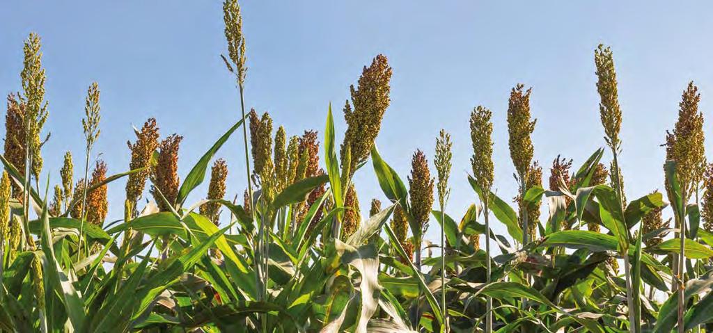 Sorghum bicolor Sorghum bicolor x Sorghum bicolor Typ laty polootevřeá polootevřeá otevřeá otevřeá Počátečí růst sušiy KENOBIS pokusy ÚKZÚZ, výsledky kukuřice a siláž, výos zeleé hmoty, SPS, 2016