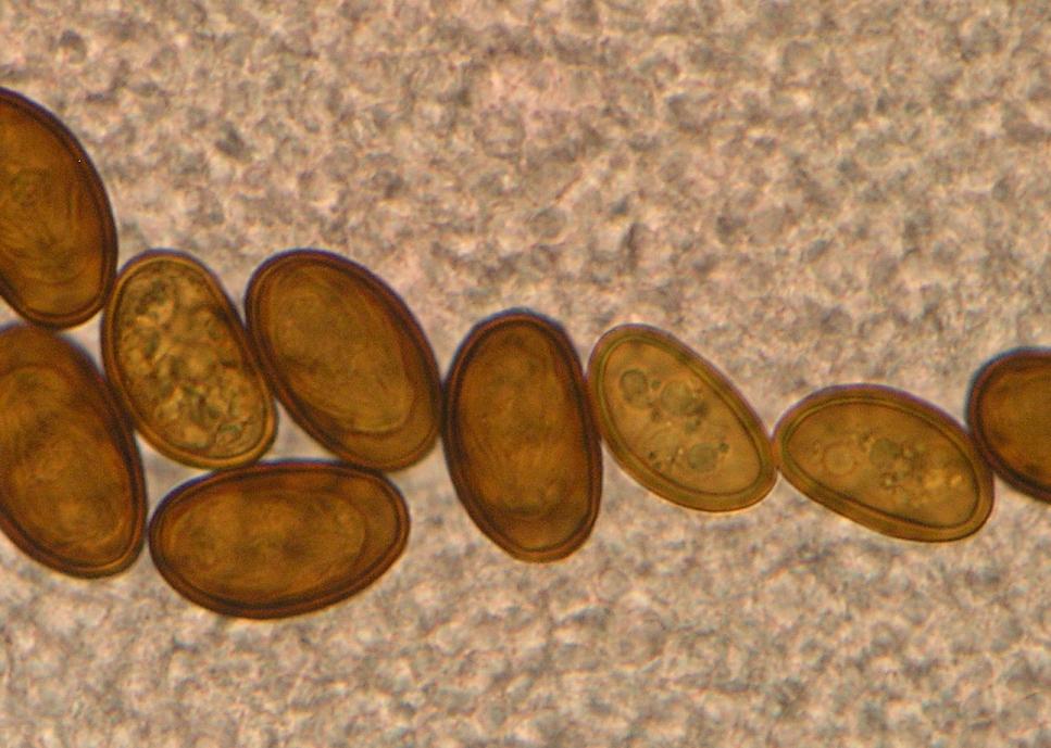 Paraziti přežvýkavců Dicrocoelium dendriticum Vajíčka: 20 30 35 50 μm, silnostěnná s operculem tmavě hnědé barvy, obsahuje miracidium Dospělec: 0,6 1,0 cm dlouhý a 1,5 2,5 cm široký, čtyřúhelníkového