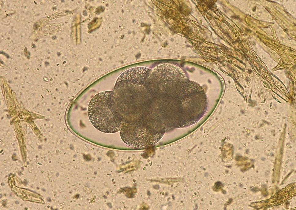 Paraziti přežvýkavců Nematodirus spp.