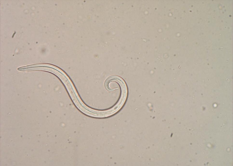 Paraziti přežvýkavců Müllerius capillaris Larva L1: 300 320 µm, esovitě stočený konec a malý hrot připojený ke špičce Dospělec: šedočervený vlasovitý nematod, samec 12 24 mm, jeho