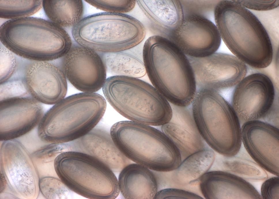 Paraziti prasat Macracanthorhynchus hirudinaceus Vajíčka: 84 102 50 56 µm, silnostěnná, elipsoidní, obsahuje jednu larvu (acantanema) Dospělci: samci 7 17 cm, lukovitého tvaru těla, samice 30 65 cm,