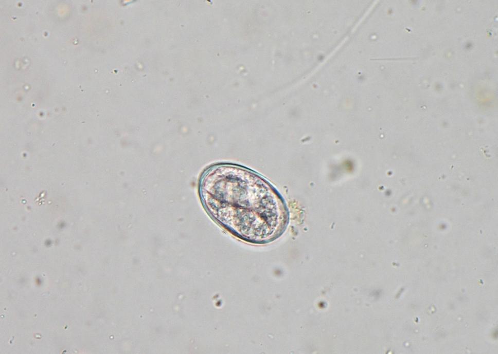 Paraziti prasat Strongyloides ransomi Vajíčka: 40 55 20 35 µm, tenkostěnná obsahující larvu ve tvaru U Dospělci: parazitují pouze samice o velikosti 3,4 4,5 mm Hostitel: prasata (nejčastěji selata ve