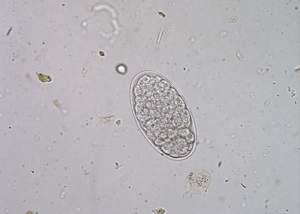 Paraziti koní Malí strongylidi (Strongylida: Cyathostominae) Vajíčka: 90 120 μm, oválného tvaru, obsahují morulu s malým počtem velkých blastomer Dospělec: 5 20 mm, s krátkou cylindrickou ústní