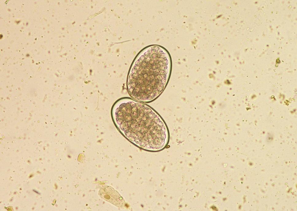 Paraziti koní Strongylus equinus Vajíčka: 75 90 41 54 μm, tenkostěnná, strongylidního typu Dospělec: samec 22 26 mm, samice 32 45 mm, ústní kapsula neobsahuje žádné zuby Hostitel: kůň Prepatentní