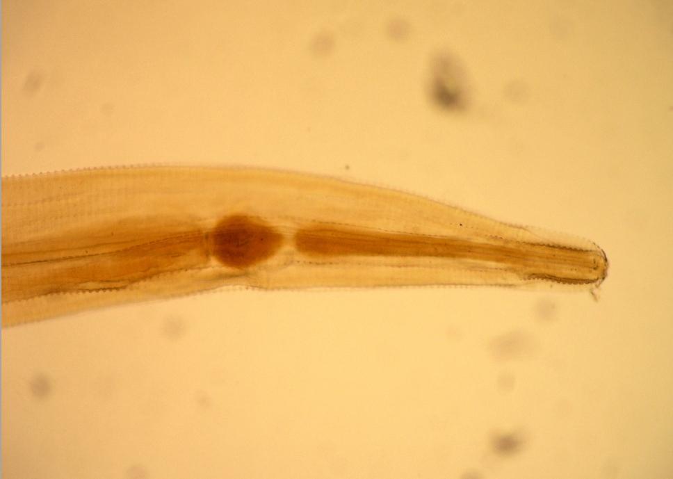 Paraziti koní Oxyuris equi Vajíčka: 85 95 40 45 μm, vejčitýho tvaru, mírně zploštělá k jedné straně a na jednom pólu vybavena operkulem ve tvaru U Dospělec: samice až 10 cm, samci jsou výrazně menší,