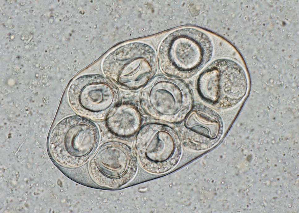 Paraziti šelem Dipylidium caninum Vajíčka: 1 30 taenidních vajíček je vždy seskupených do tzv.