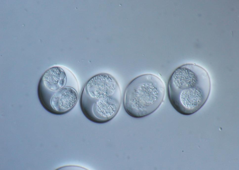 Paraziti šelem Isospora spp. Oocysty: I. canis 36 30 μm, I.