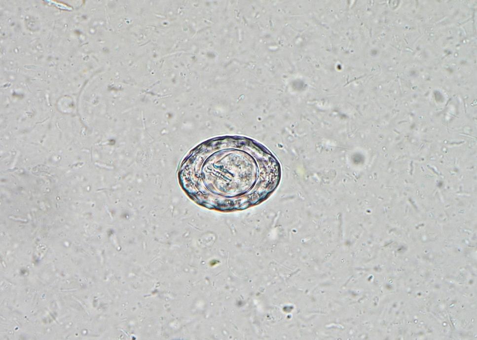 Paraziti laboratorních hlodavců a králíků Hymenolepis nana Vajíčka: 40 45 34 37 μm, okrouhlá až oválná vajíčka se 6 embryonálními háčky Dospělec: 25 40 mm, scolex s háčky Definitivní hostitel: myš,