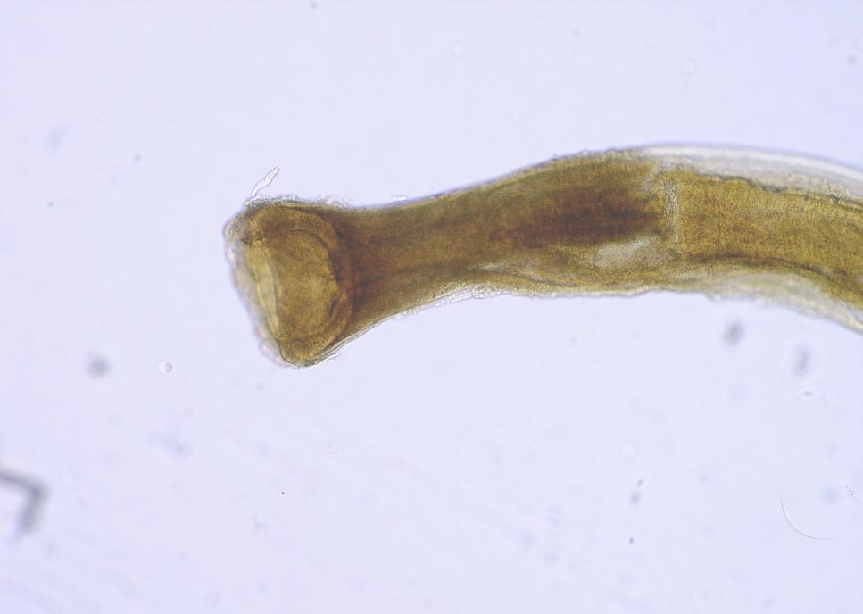 Paraziti ptáků Syngamus trachea Vajíčka: 80 110 40 50 μm, silnostěnná, elipsovitého tvaru, s dvěma operkuly Dospělec: 2 5 cm Definitivní hostitel: domácí a divocí ptáci Prepatentní perioda: 2 týdny