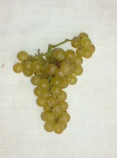 3.5 První odrůdy Vitis labrusca L. importované do Evropy 3.5.1 Noah Synonyma Charvát, Chorvat, Bílé Otelo, Belo Otelo, Belyj Charvat, Tatar rizling, Noe.