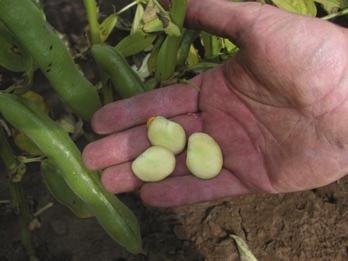 sacharidů, bílkovin, minerálních látek, karotenoidů, vitaminů, vlákniny, flavonoidů, oligosacharidů a dalších.