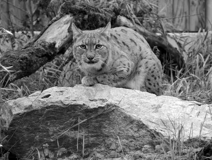 rys ostrovid (Lynx lynx) druh species deponace umístění ochrana ovce domácí - ouessantská Ovis aries aries 5.0 Zoo Chleby ovce domácí - ouessantská Ovis aries aries 0.