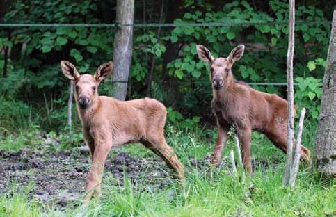 mláďata losa evropského (Alces alces) nedopadli.