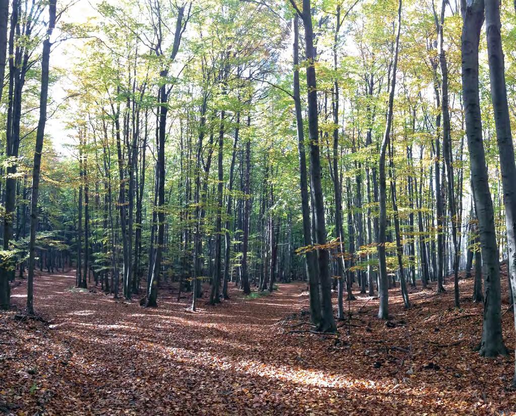 SBĚR, SKLADOVÁNÍ A PŘEDOSEVNÍ PŘÍPRAVA SEMEN BUKU LESNÍHO (FAGUS SYLVATICA) LESNICKÝ PRŮVODCE