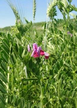 OSIVA PRO VÝSEV MEZIPLODIN VIKEV SETÁ Vicia sativa L. HANKA kategorie C2 balení: pytle 25 kg, vaky 500 kg udržovatel: Firma Nasienna GRANUM J. Manias, S. Menc, J. Szymański sp. j.