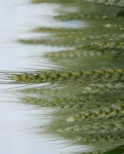 PŠENICE OZIMÁ Triticum Aestetivum L. ANNIE Středně raná osinatá odrůda s 