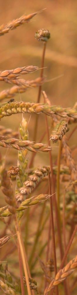 PŠENICE ŠPALDA Triticum spelta L. RUBIOTA Červenohnědá česká originální odrůda doporučována pro ekologické zemědělství i s nižší hladinou živin.