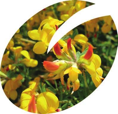 Štírovník růžkatý Lotus corniculatus I MALEJÁK Odrůda vyšlechtěná výhradně pro SEED SERVICE Registrace ÚKZÚZ v roce 2014 Vytrvalá odrůda do lučních i