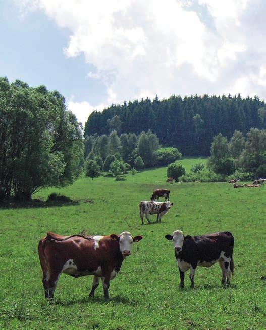 Srha laločnatá Dactylis glomerata I KRYSTA Polská, raná a vytrvalá odrůda Vyniká výnosem, dobře obrůstá Velmi vhodná i na bioplyn Velmi dobře snáší sucho I HARVESTAR Pozdní americká odrůda s výbornou