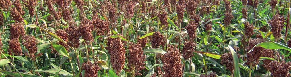 ČIROKY Sorghum bicolor Mezi typy čiroků jsou obrovské rozdíly ve vzhledu, využití, nutriční hodnotě, pěstování a především ve způsobu využití. V SEED SERVICE s.r.o. máme zkušeností s pěstováním typů čiroků určených pro produkci zrna, nebo na siláže s vysokým obsahem energie, nebo naopak biomasových odrůd s vysokým výnosem hmoty průměrné kvality.