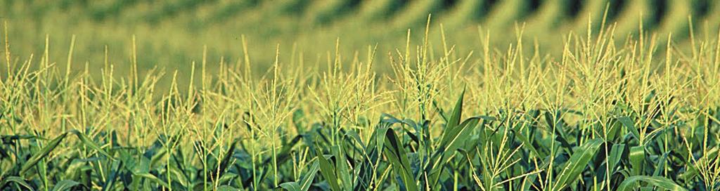 KUKUŘICE FarmSaat SEED SERVICE s.r.o. je výhradním zástupcem německého šlechtitele kukuřic, společnosti FarmSaat AG.