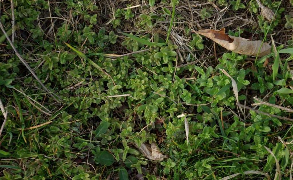 Kokrhel luštinec Rhinanthus alectorolophus - jednoletá rostlina